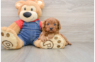 Best Cavapoo Baby