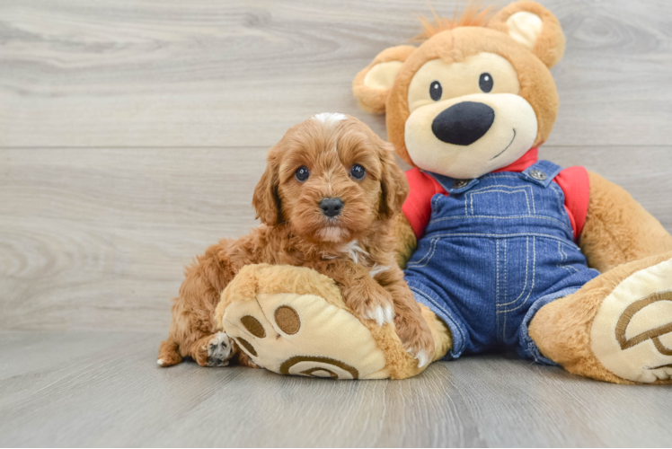 Best Cavapoo Baby