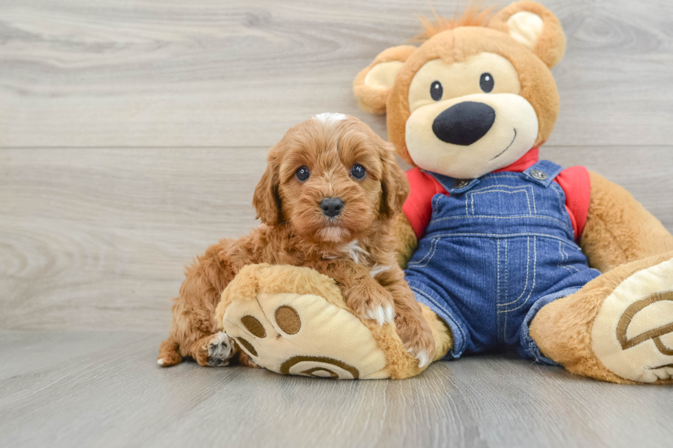 Best Cavapoo Baby