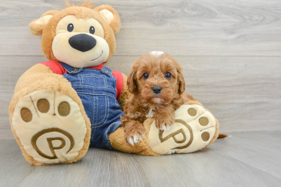 Cavapoo Pup Being Cute