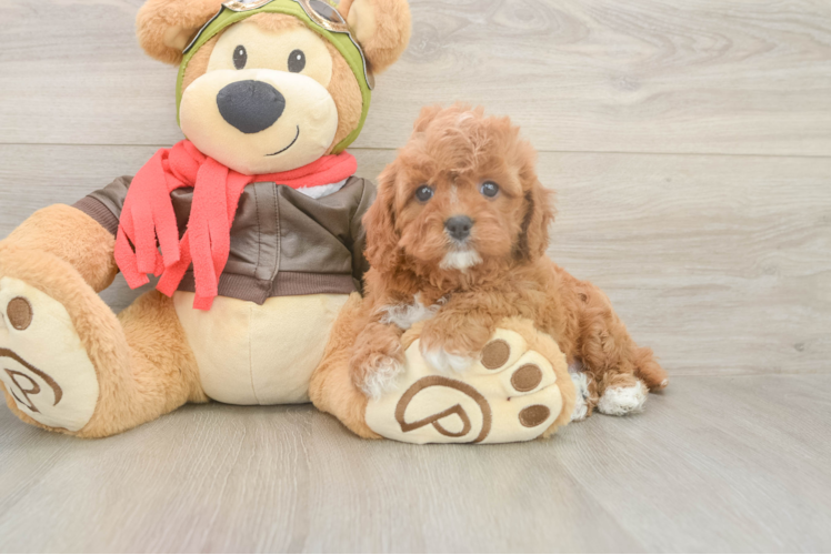 Best Cavapoo Baby
