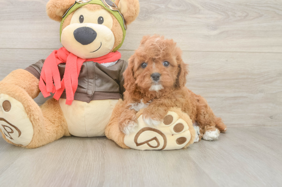 6 week old Cavapoo Puppy For Sale - Seaside Pups