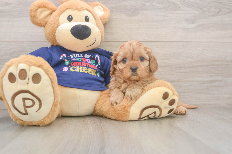 5 week old Cavapoo Puppy For Sale - Seaside Pups