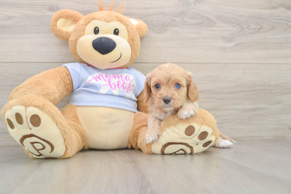 Fluffy Cavapoo Poodle Mix Pup