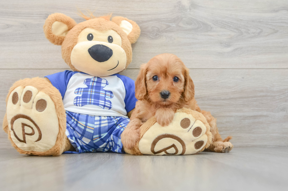 5 week old Cavapoo Puppy For Sale - Seaside Pups