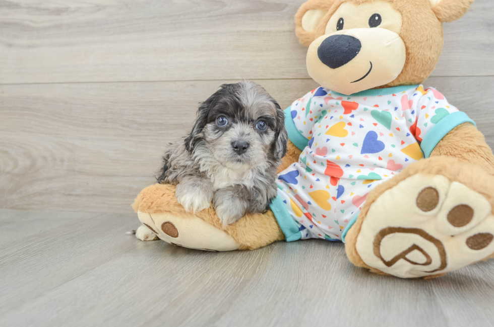 6 week old Cavapoo Puppy For Sale - Seaside Pups