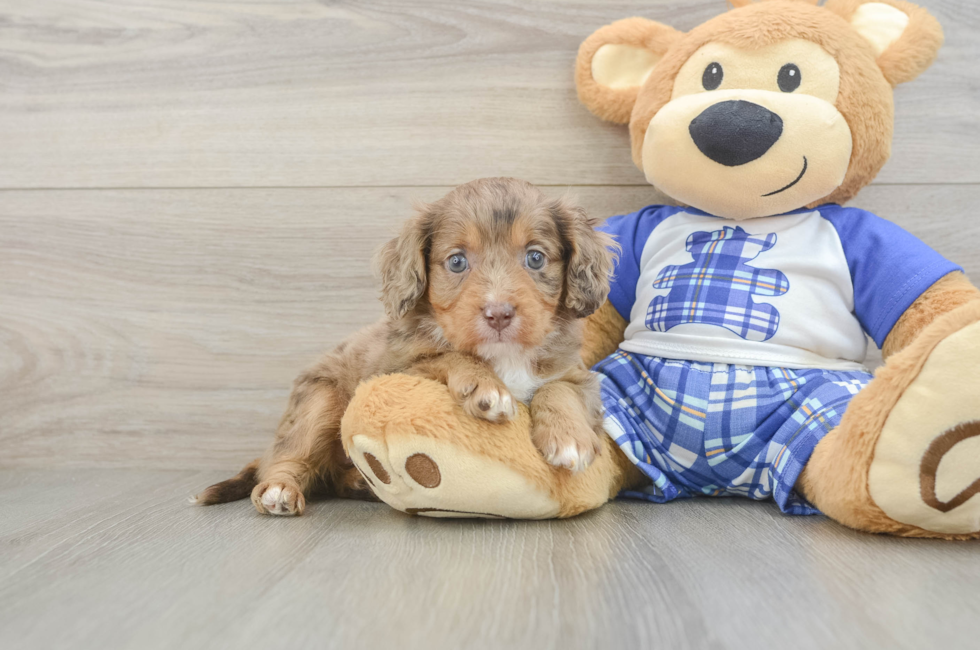 5 week old Cavapoo Puppy For Sale - Seaside Pups