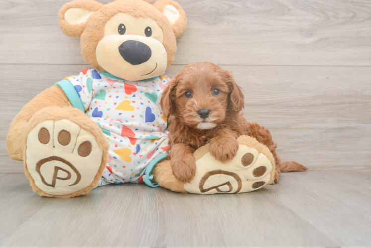 Cavapoo Puppy for Adoption