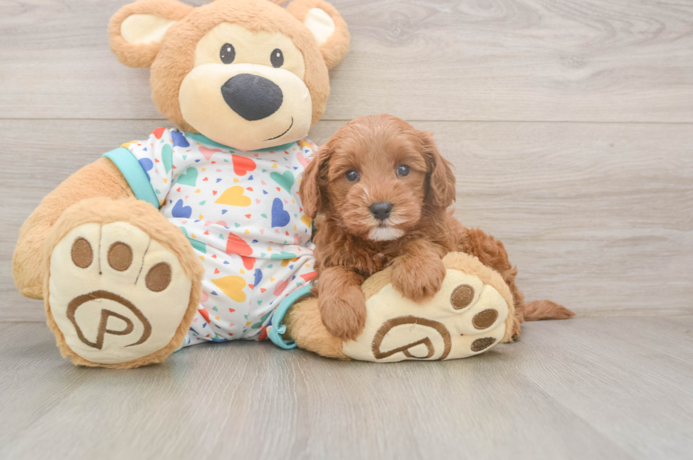 5 week old Cavapoo Puppy For Sale - Seaside Pups