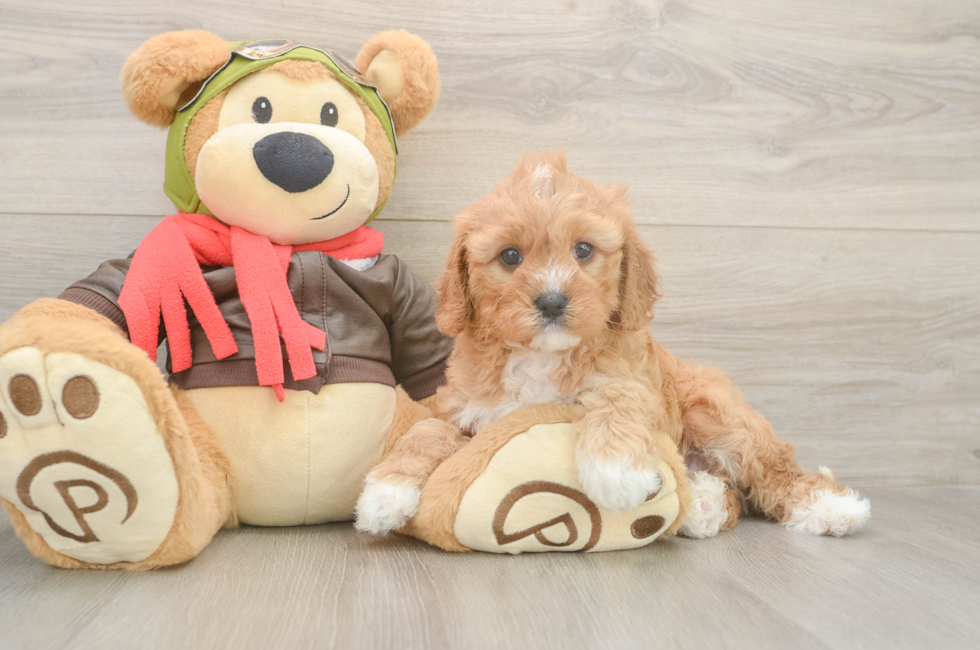 6 week old Cavapoo Puppy For Sale - Seaside Pups