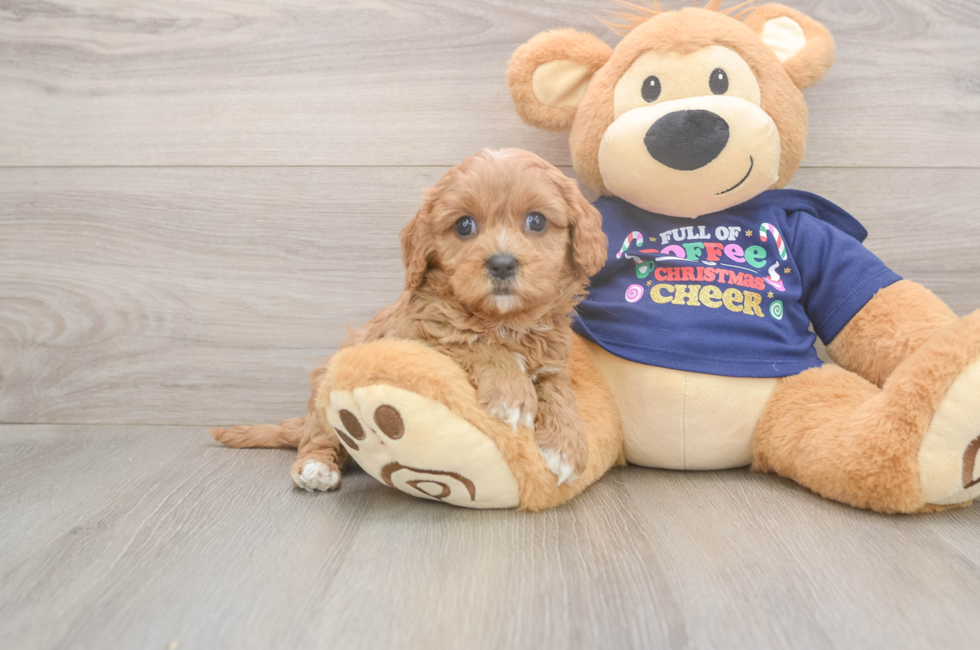 5 week old Cavapoo Puppy For Sale - Seaside Pups