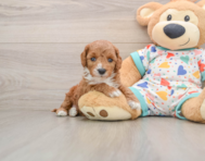 8 week old Cavapoo Puppy For Sale - Seaside Pups