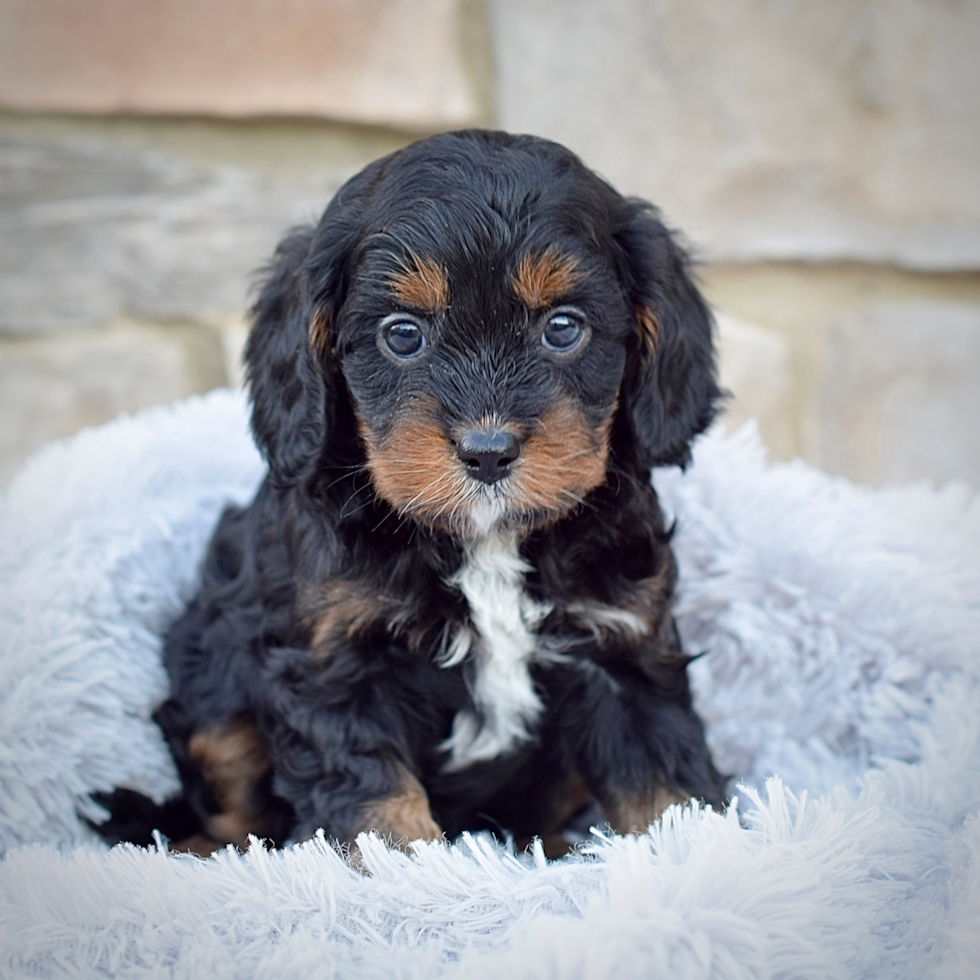 Cute Cavipoo Poodle Mix Puppy