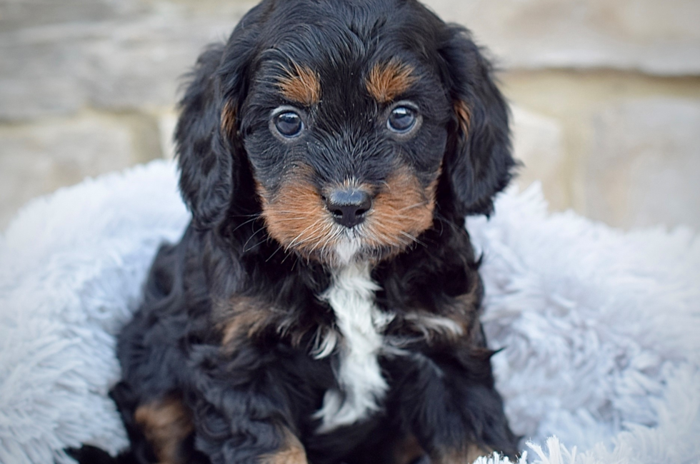 7 week old Cavapoo Puppy For Sale - Seaside Pups