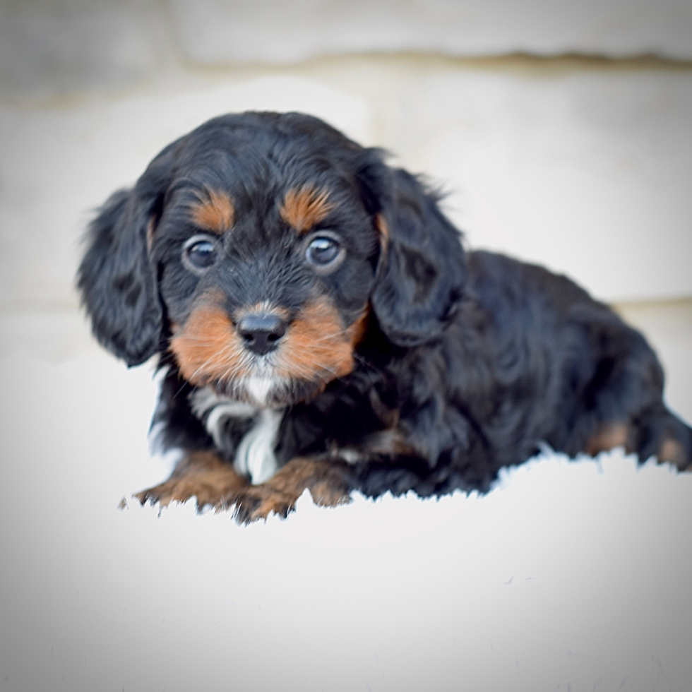 Best Cavapoo Baby