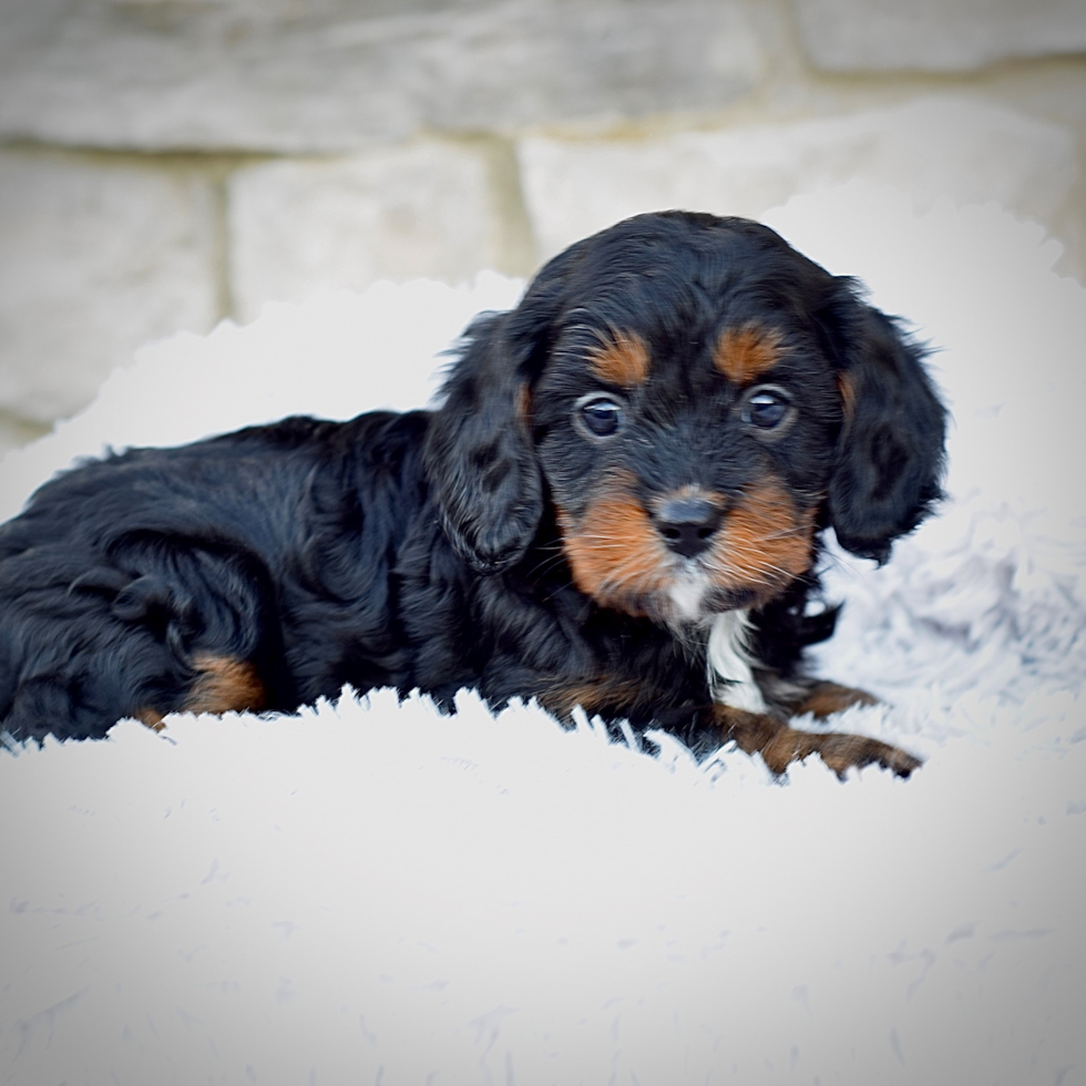 Cute Cavapoodle Poodle Mix Puppy