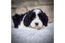 Best Cavapoo Baby