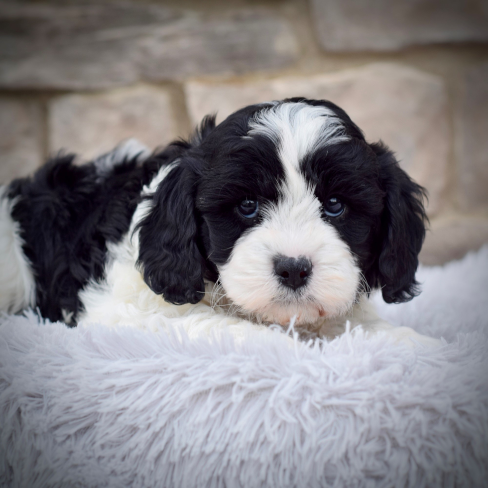 Best Cavapoo Baby