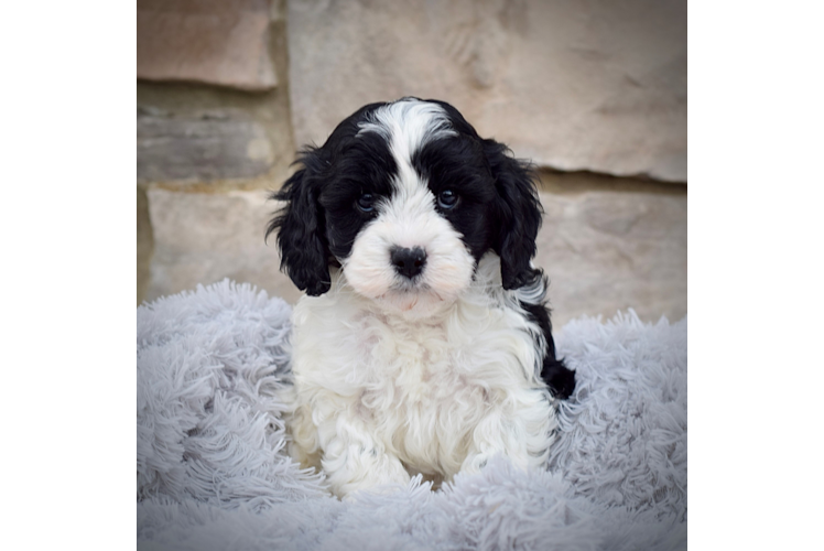 Best Cavapoo Baby