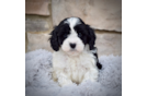 Best Cavapoo Baby