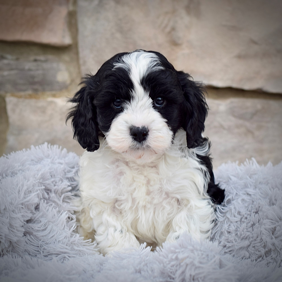 Best Cavapoo Baby