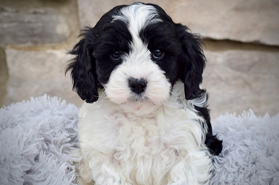 7 week old Cavapoo Puppy For Sale - Seaside Pups