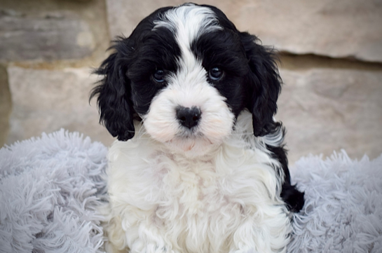 Best Cavapoo Baby