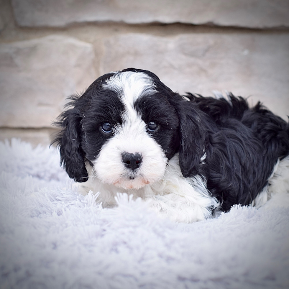 Best Cavapoo Baby