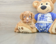 9 week old Cavapoo Puppy For Sale - Seaside Pups