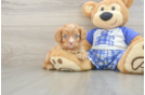 Cute Cavapoo Baby