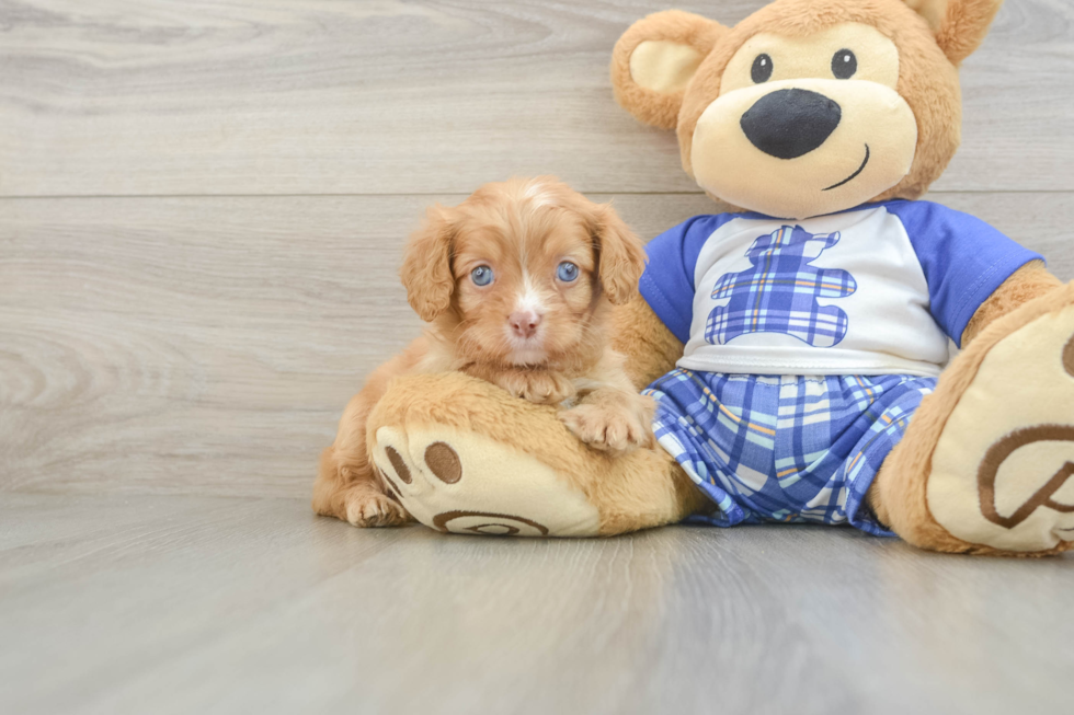 Cute Cavapoo Baby