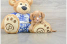 Cavapoo Pup Being Cute