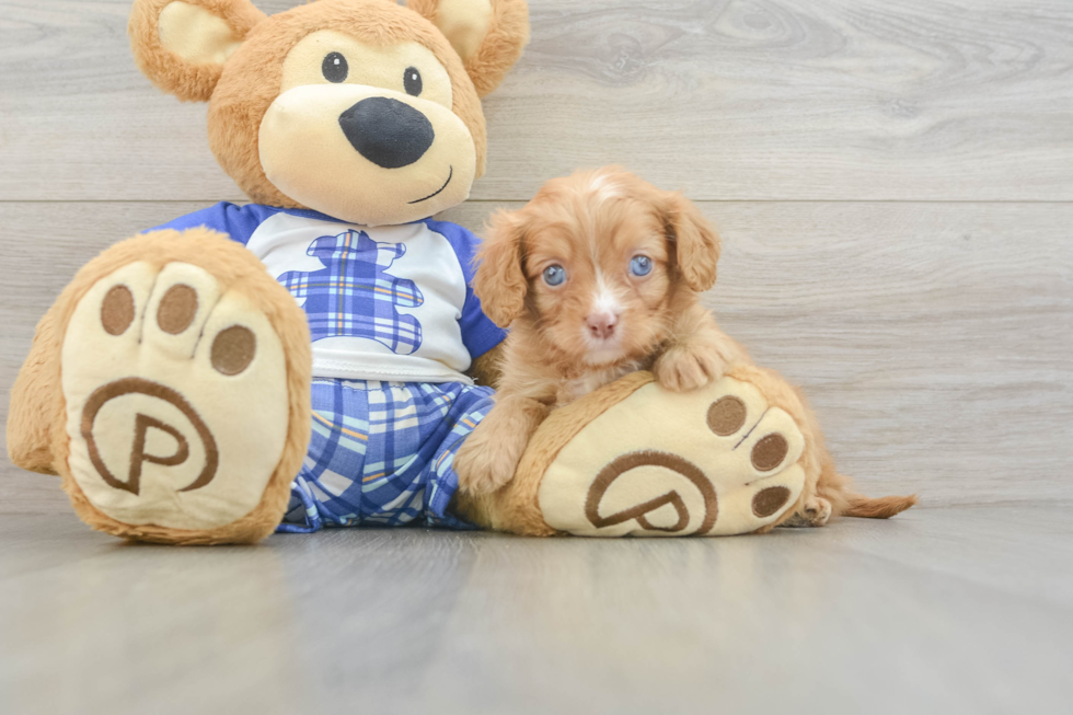 Cavapoo Pup Being Cute