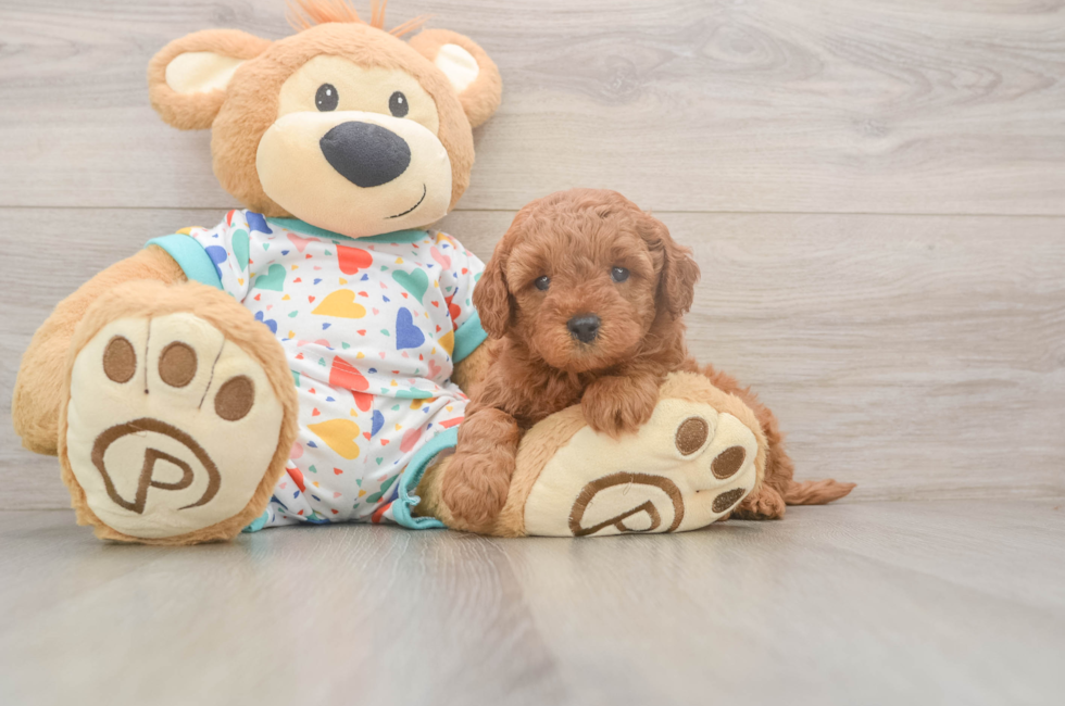 5 week old Cavapoo Puppy For Sale - Seaside Pups