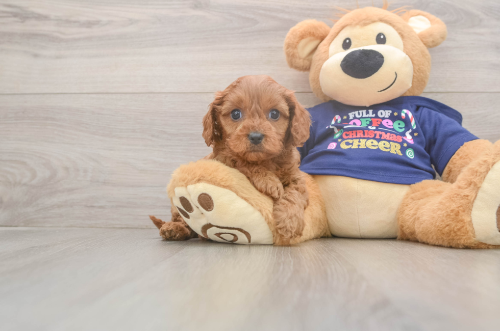 5 week old Cavapoo Puppy For Sale - Seaside Pups
