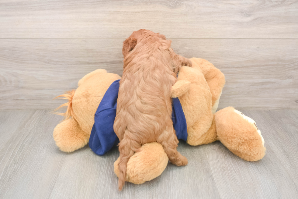 Cavapoo Pup Being Cute
