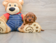 8 week old Cavapoo Puppy For Sale - Seaside Pups