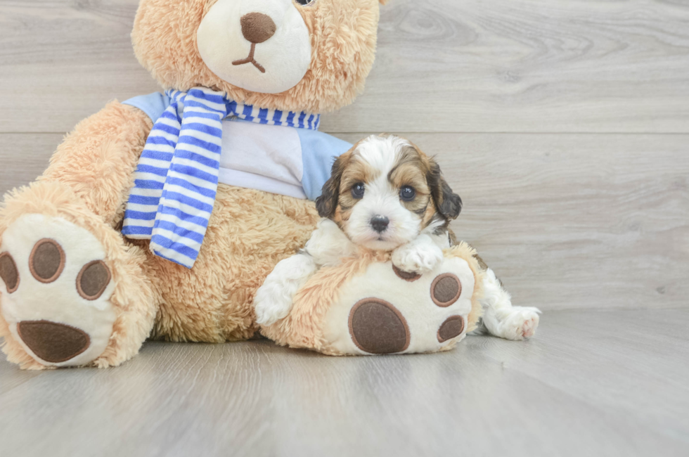 7 week old Cavapoo Puppy For Sale - Seaside Pups