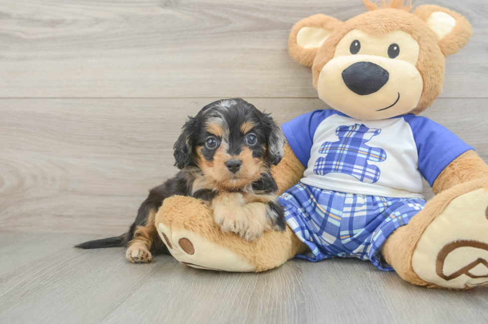 5 week old Cavapoo Puppy For Sale - Seaside Pups