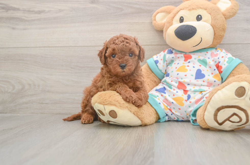 5 week old Cavapoo Puppy For Sale - Seaside Pups