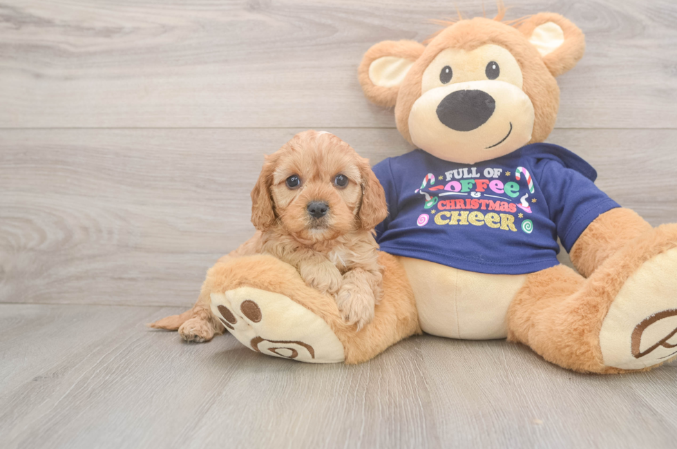 5 week old Cavapoo Puppy For Sale - Seaside Pups
