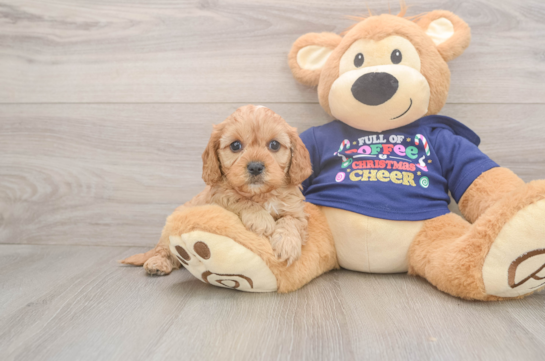 Friendly Cavapoo Baby