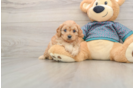 Smart Cavapoo Poodle Mix Pup