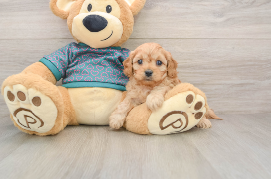 Best Cavapoo Baby