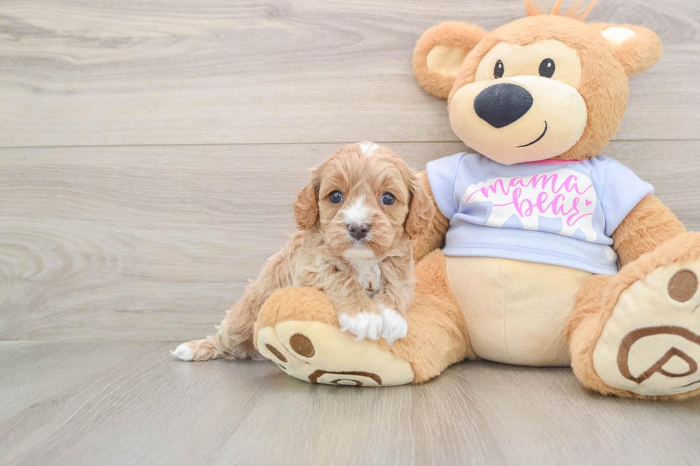 Smart Cavapoo Poodle Mix Pup