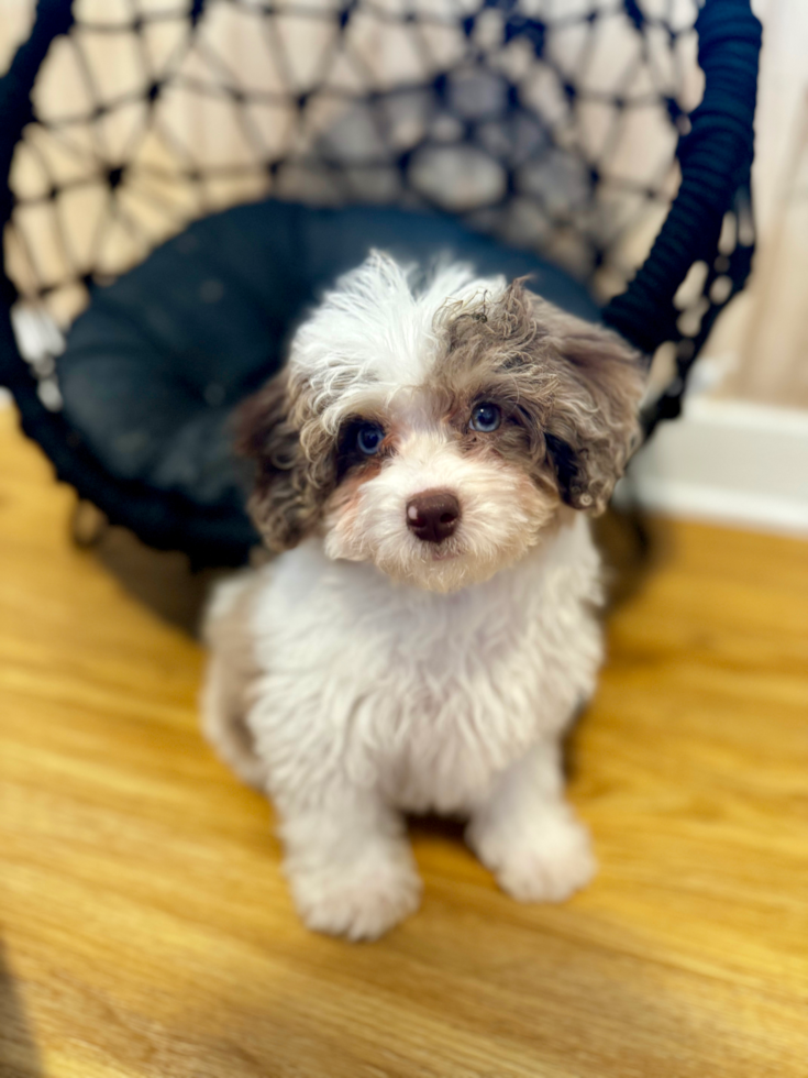 Cute Cavadoodle Poodle Mix Puppy