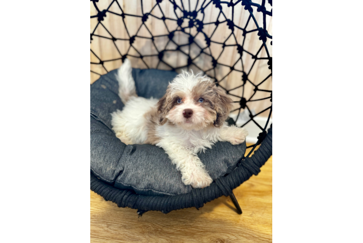 Cute Cavapoo Poodle Mix Pup