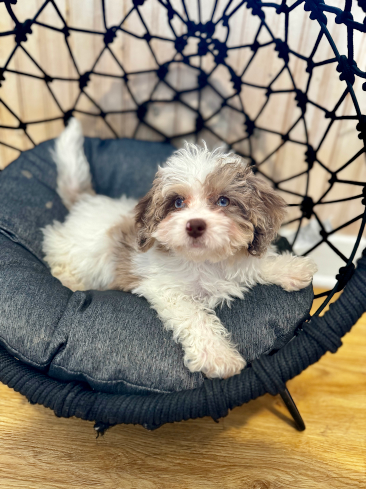 Cute Cavapoo Poodle Mix Pup