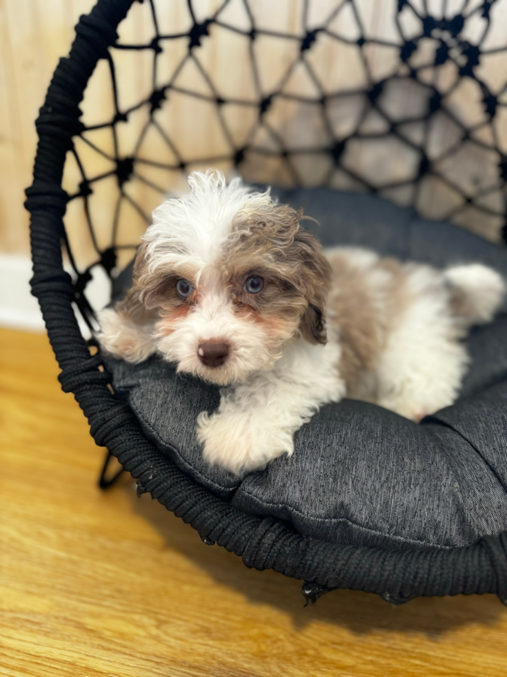 Cute Cavipoo Poodle Mix Puppy