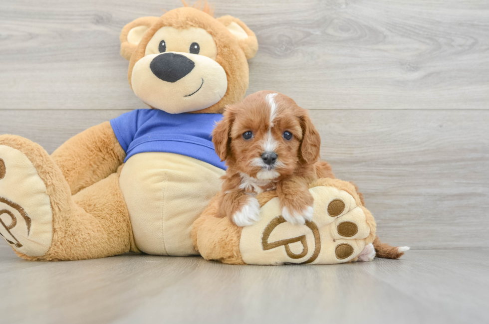 6 week old Cavapoo Puppy For Sale - Seaside Pups